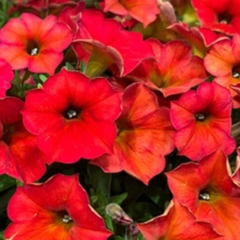 Petchoa SuperCal® Premium ‘Red Maple’ (Red Maple Petchoa)