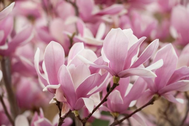Magnolia × soulangeana – Saucer Magnolia