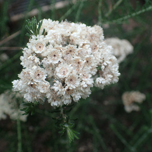 Ozothamnus diosmifolius ‘Petite’ – Dwarf Rice Flower