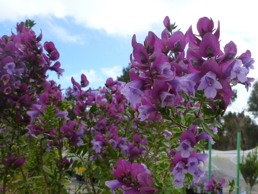 Prostanthera sieberi 'Minty™' (Minty™ Mint Bush)