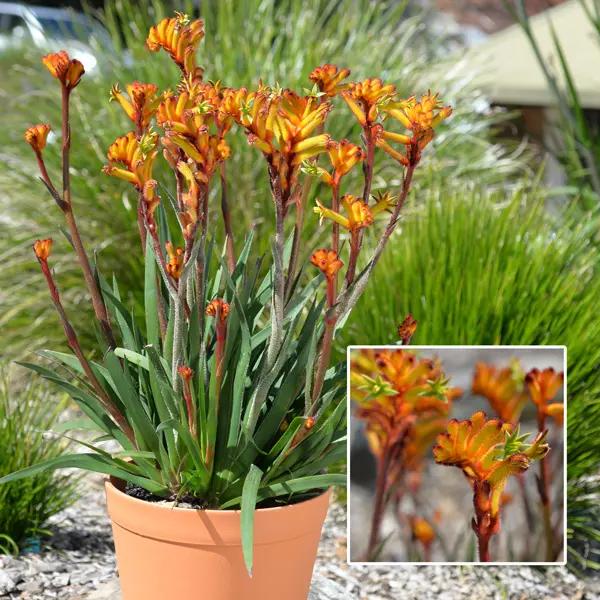 Anigozanthos ‘Bush Fire’ (Kangaroo Paw)