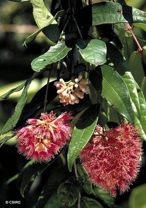 Syzygium wilsonii subsp. epigaeum (Powderpuff Lilly Pilly)