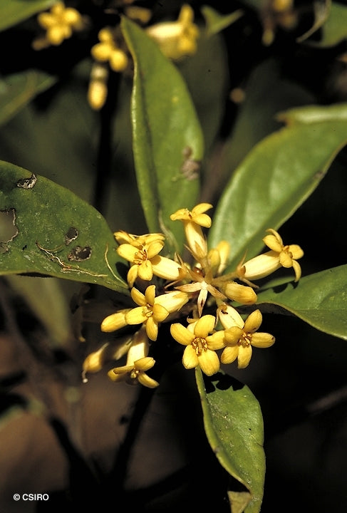 Pittosporum Revolutum (Rough-Fruited Pittosporum)