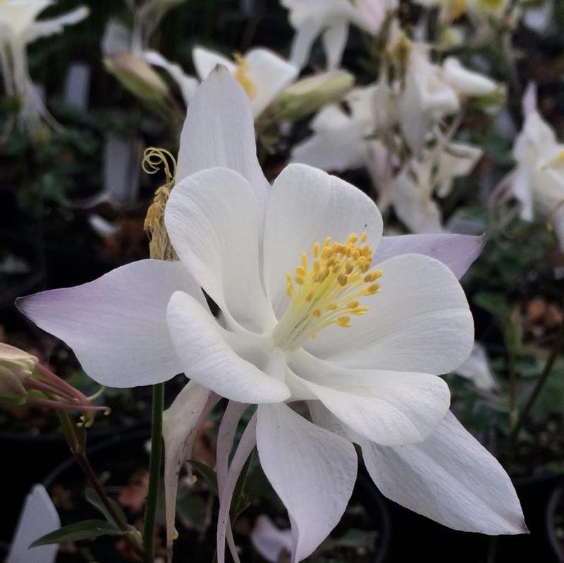 Aquilegia 'Dove' (Dove Columbine)