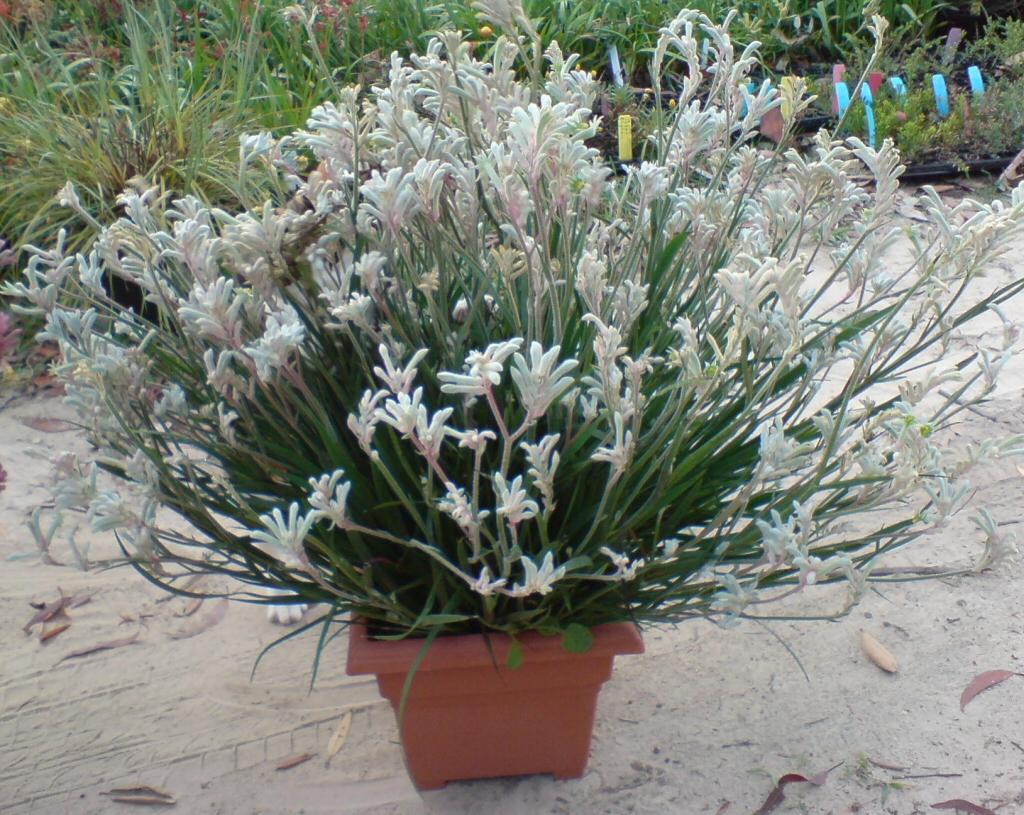 Anigozanthos Hybrida ‘Bush Diamond’ (Bush Diamond Kangaroo Paw)