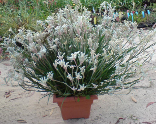 Anigozanthos Hybrida ‘Bush Diamond’ (Bush Diamond Kangaroo Paw)
