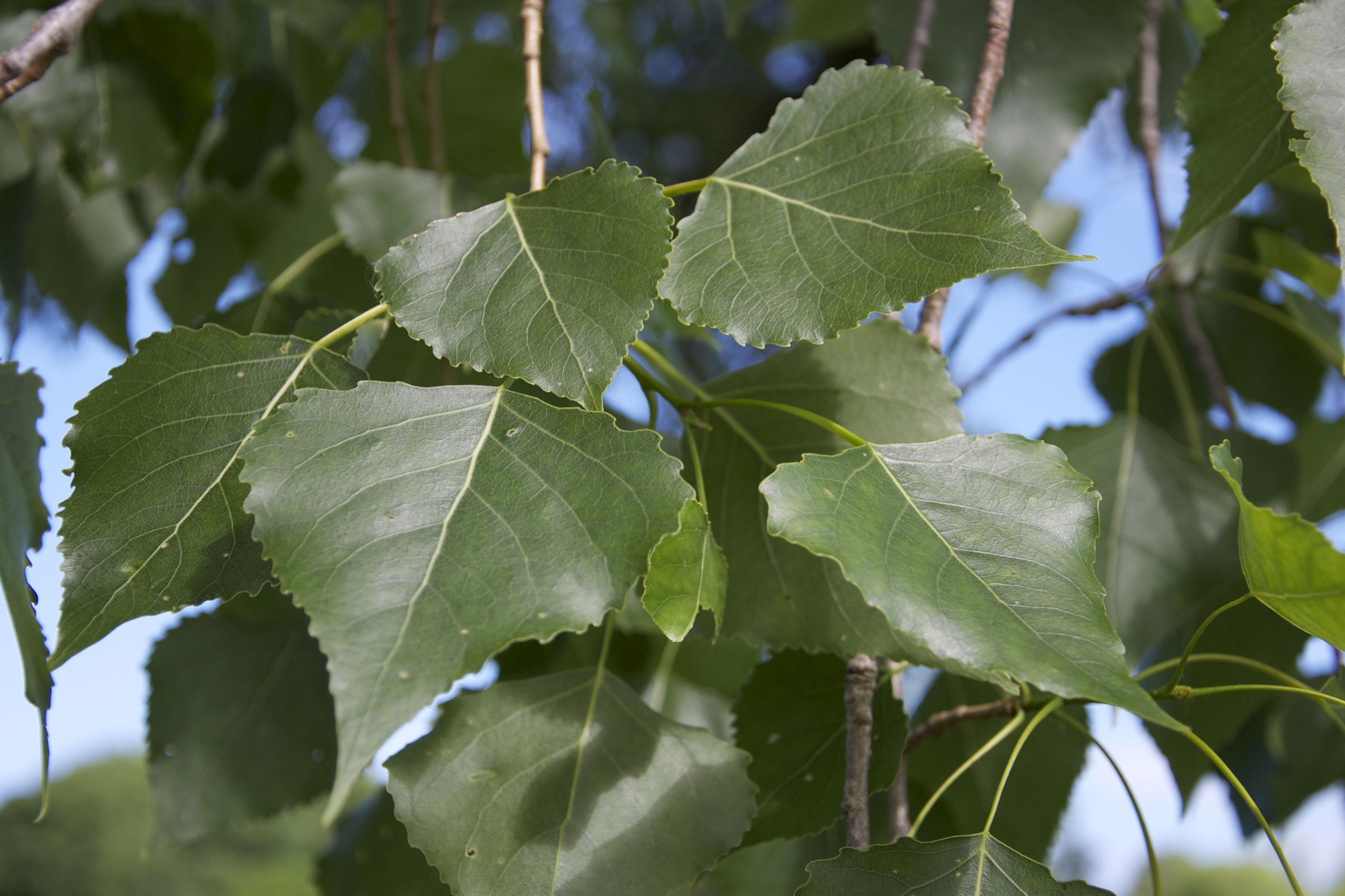 Populus deltoides (Eastern Cottonwood)