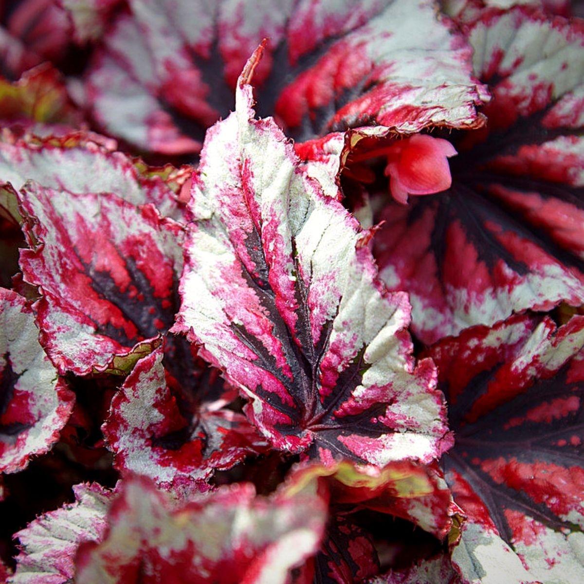 Begonia Rex-Cultorum ‘Bewitched Assorted’ (Bewitched Assorted Rex Begonia)