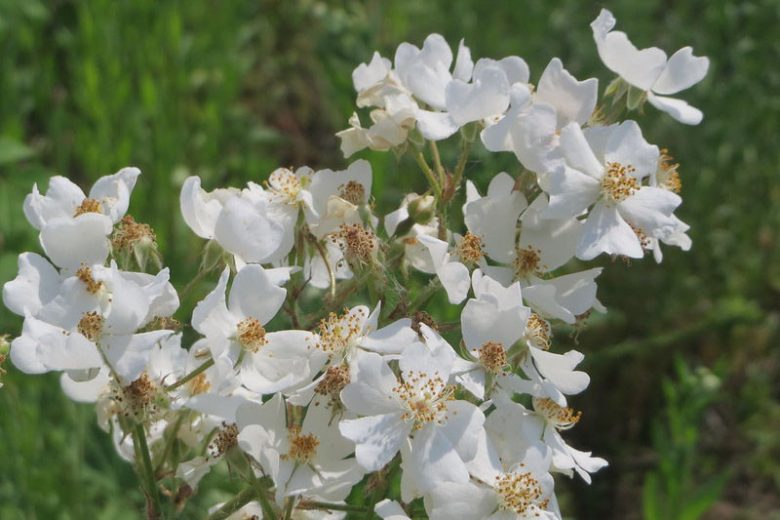 Rosa multiflora White (White Multiflora Rose)