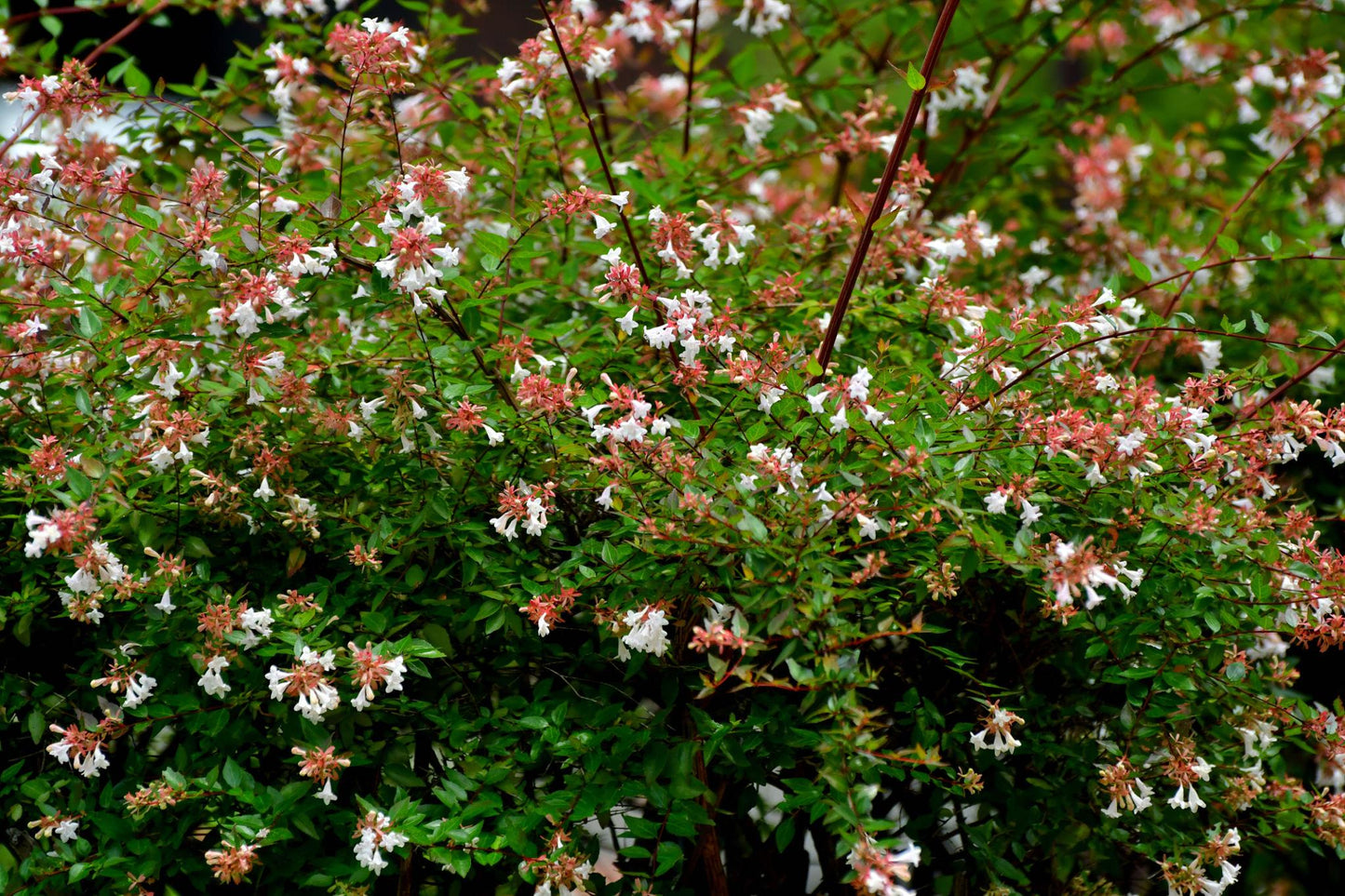 Abelia × Grandiflora ‘Nana’ (Dwarf Glossy Abelia)