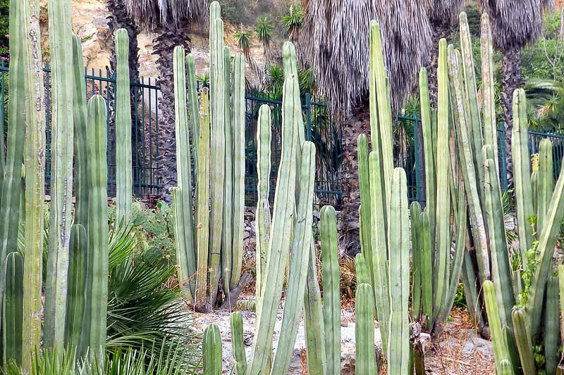 Pachycereus Marginatus (Mexican Fence Post Cactus)