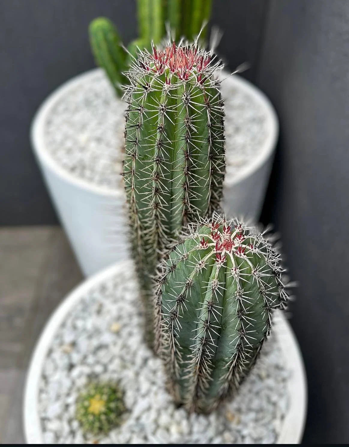 Pachycereus Pringlei (Elephant Cactus)