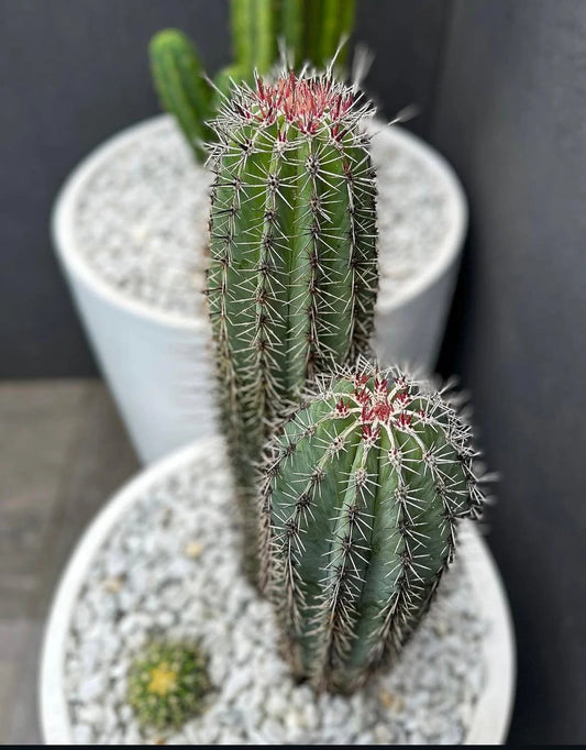 Pachycereus Pringlei (Elephant Cactus)