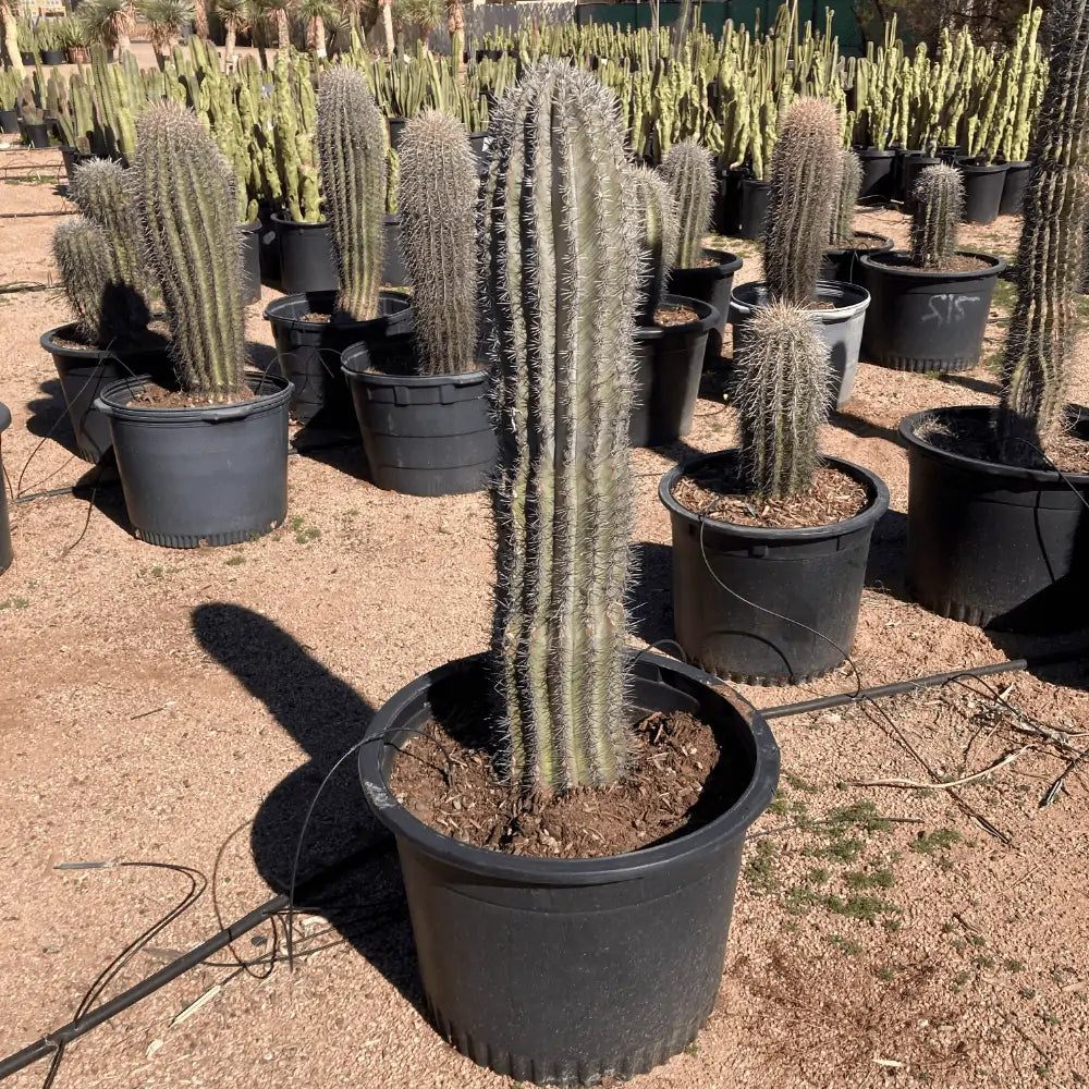Pachycereus Pringlei (Elephant Cactus)