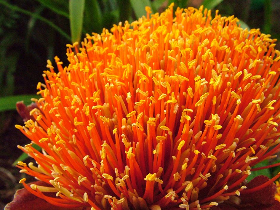 Scadoxus puniceus (Paintbrush Lily)