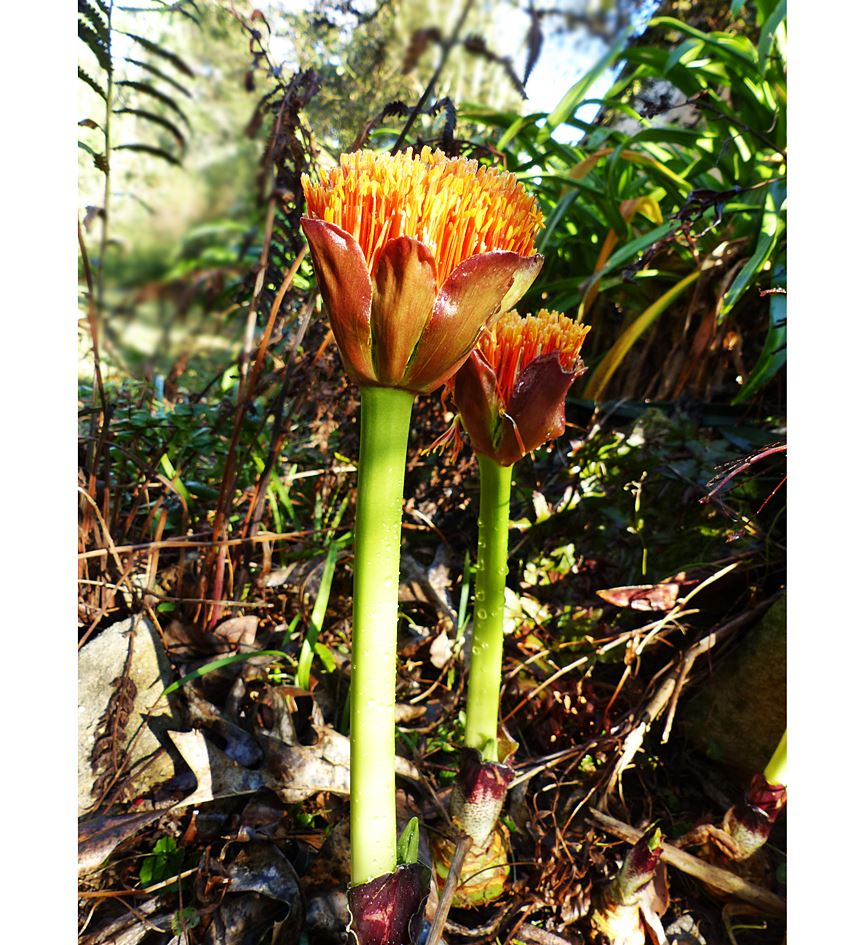 Scadoxus puniceus (Paintbrush Lily)