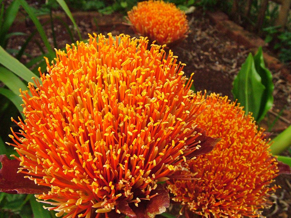 Scadoxus puniceus (Paintbrush Lily)