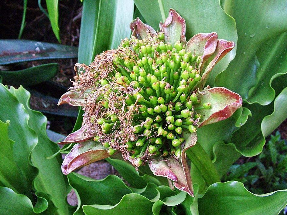 Scadoxus puniceus (Paintbrush Lily)