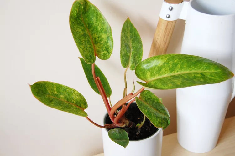 Philodendron Painted Lady