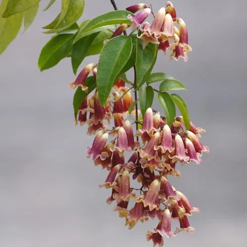 Pandorea pandorana Ruby Belle (Ruby Belle Bower Vine)