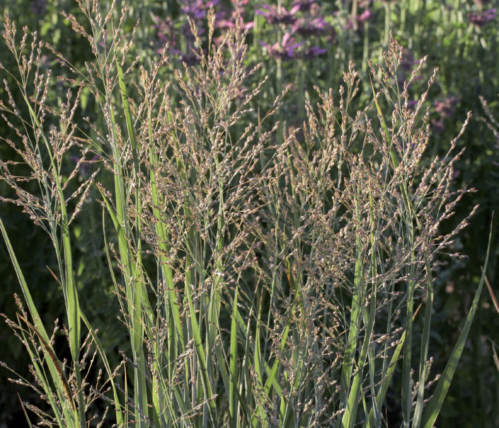 Panicum ‘Heavy Metal’ (Heavy Metal Panic Grass)