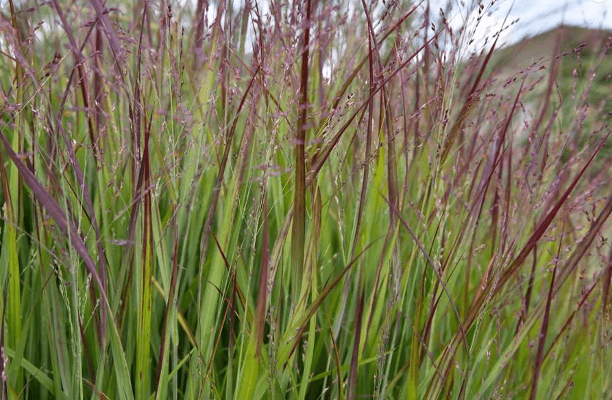 Red Ribbons Switchgrass Red Switchgrass – Vibrant Red Foliage for Autumn Interest | Nursery ...