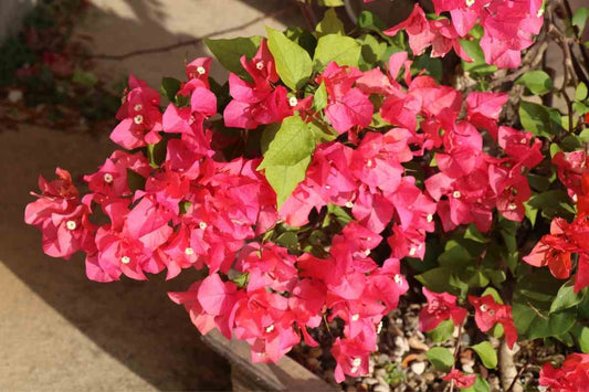 Bougainvillea glabra ‘Pink Clusters’ (Paper Flower)