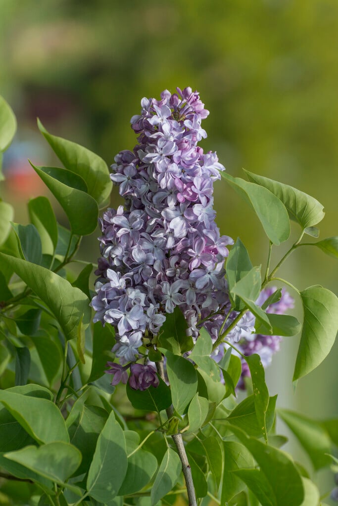 Syringa vulgaris ‘Olivier De Serres’ (Lilac)