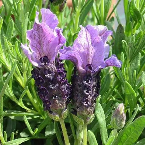 Lavandula stoechas (Lavender - Bella Blue)