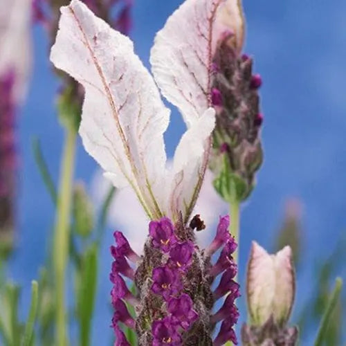 Lavandula stoechas (Lavender - Bella™ Rouge)