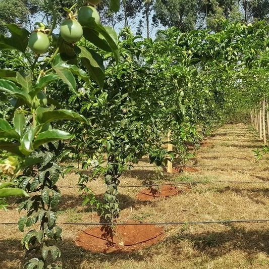 Passiflora edulis Panama Perfection (Panama Red Passionfruit)