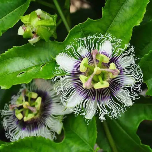 Passiflora edulis Panama Perfection (Panama Red Passionfruit)