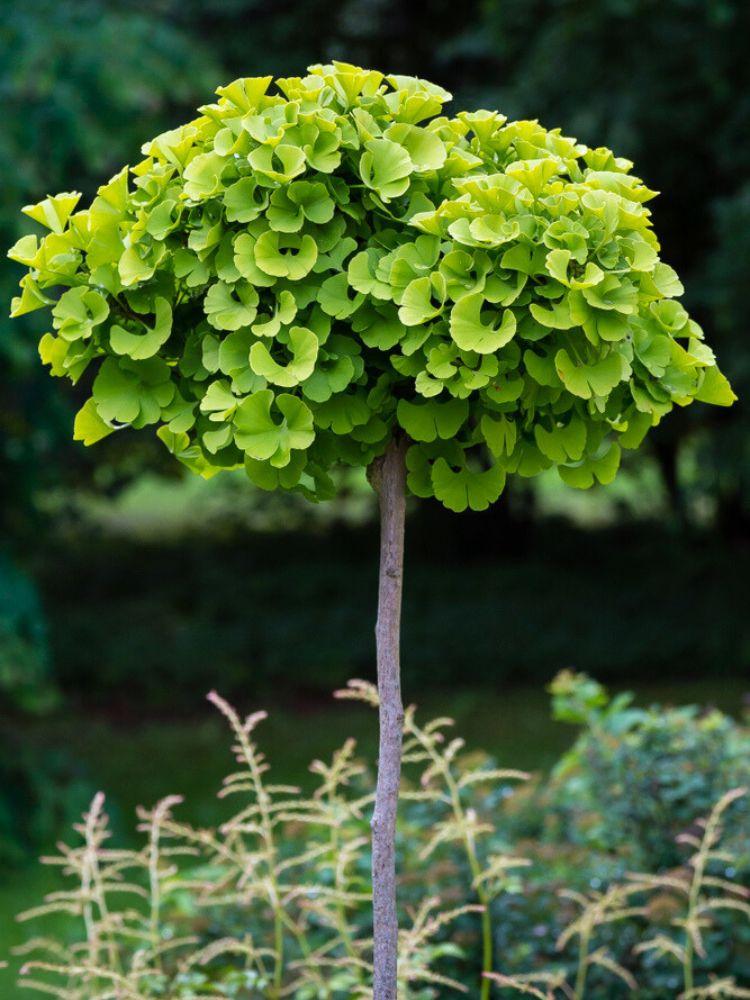 Ginkgo Biloba 'Mariken' (Mariken Dwarf Ginkgo)