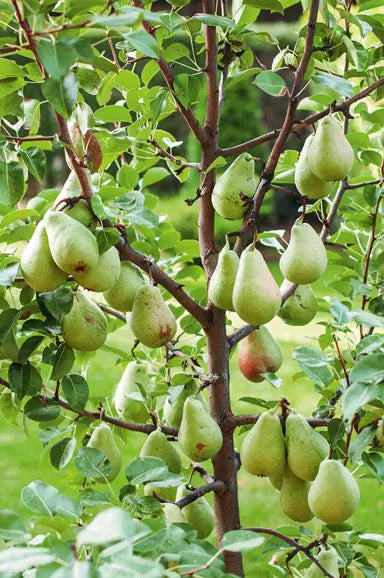Pyrus Communis 'Williams Bon Chretien' (Williams Bon Chretien Pear)