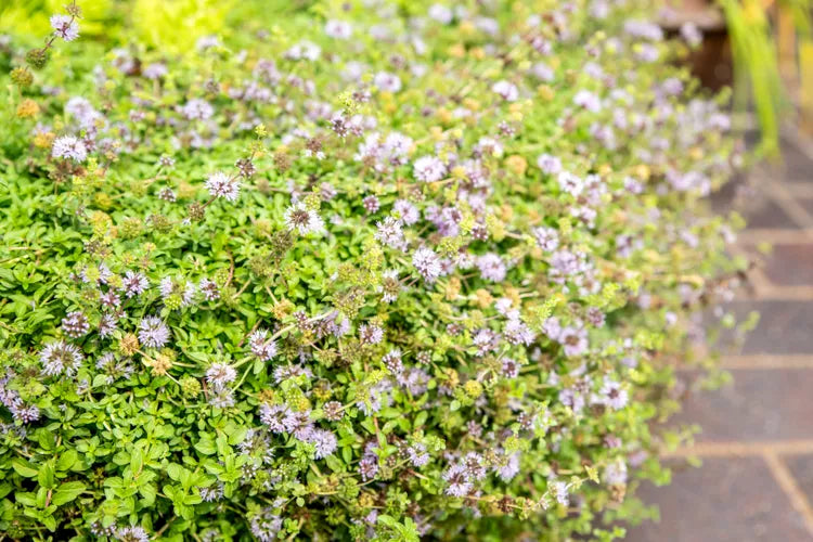 Pennyroyal (Mentha pulegium)