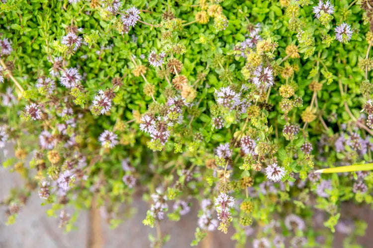 Pennyroyal (Mentha pulegium)