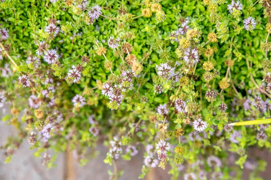 Pennyroyal (Mentha pulegium)