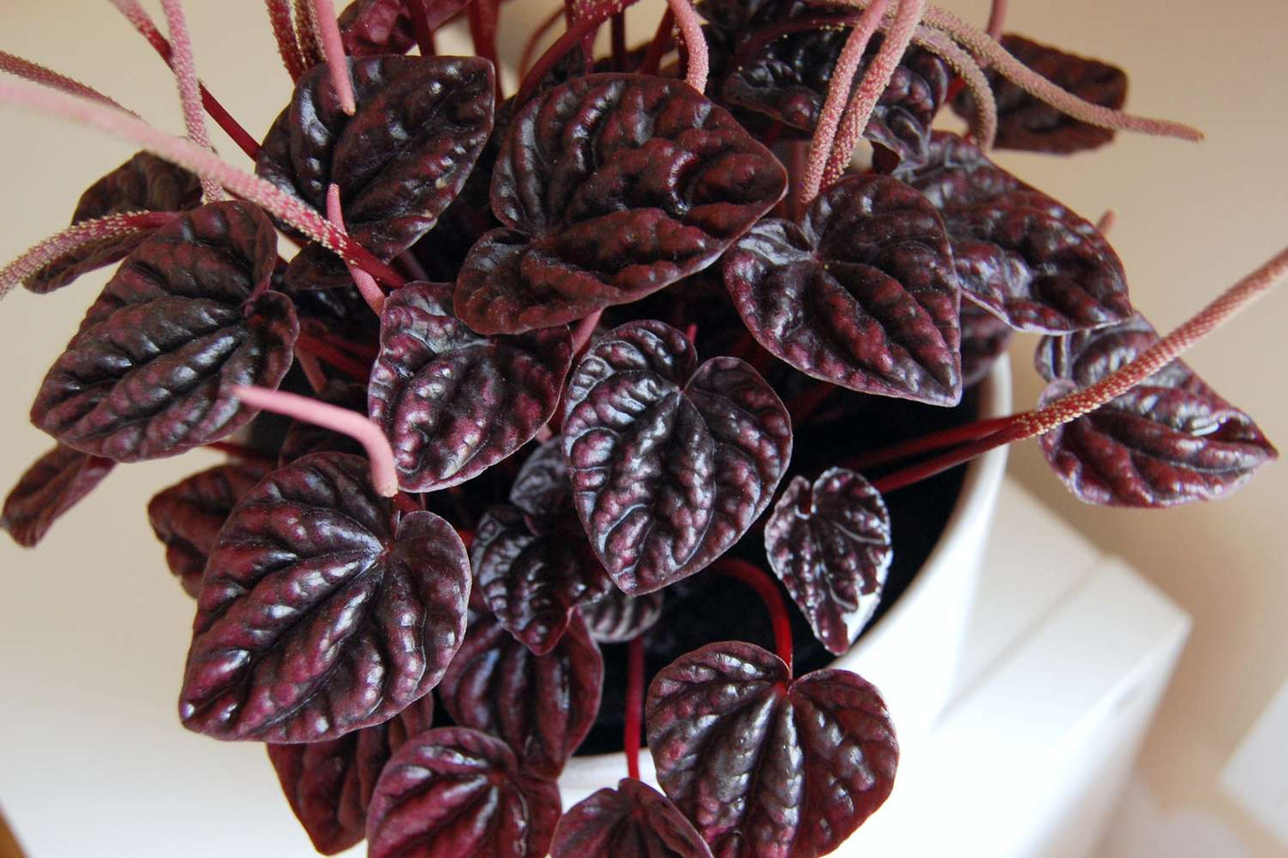 Peperomia Caperata (Emerald Ripple Peperomia)