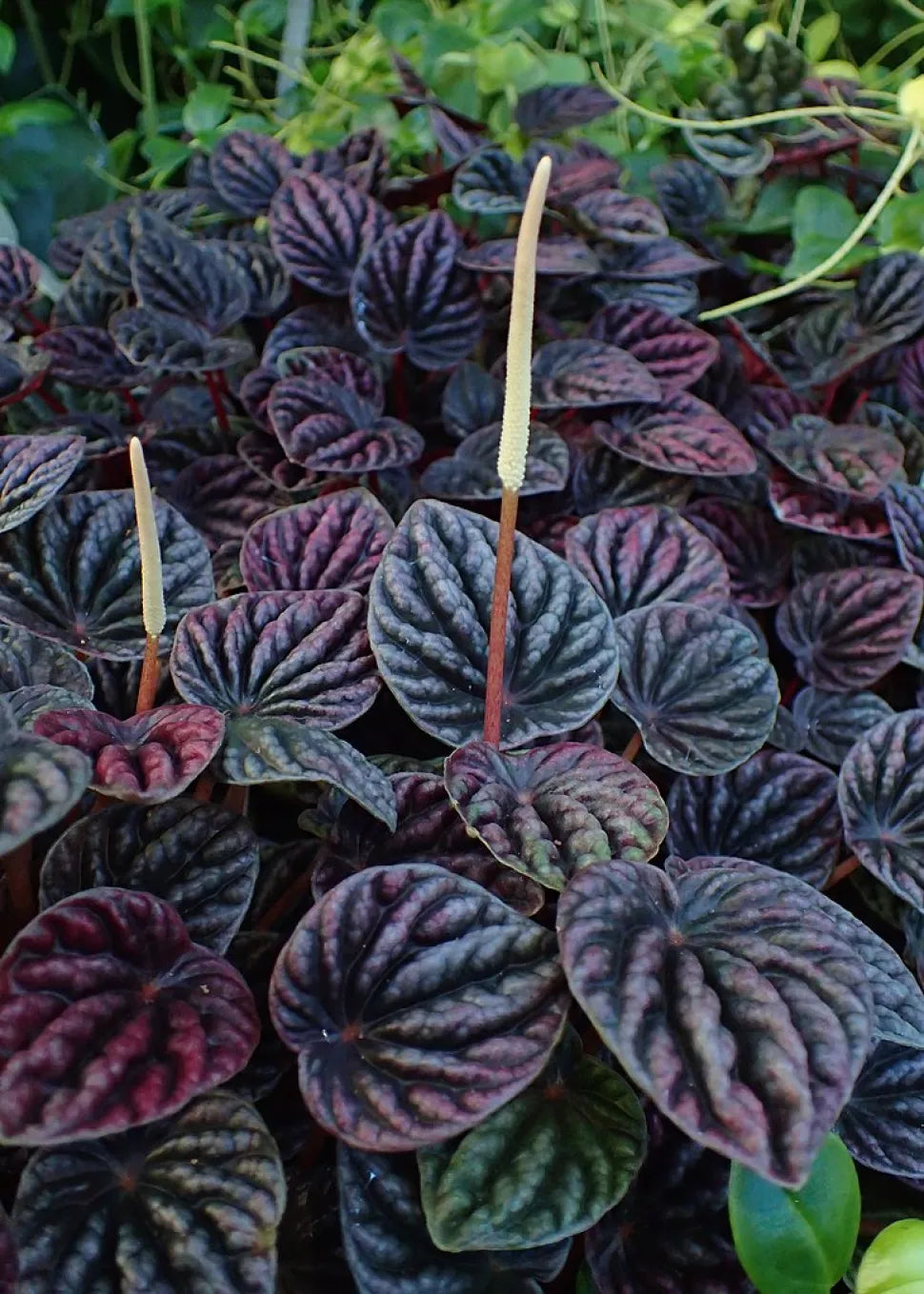 Peperomia Caperata (Emerald Ripple Peperomia)