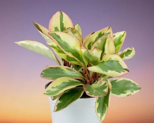 Peperomia clusiifolia ‘Jelly’ (Jellie)