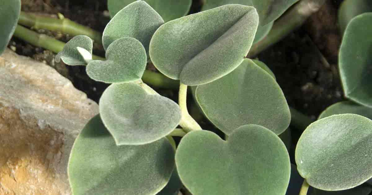 Peperomia incana – Felted Peperomia