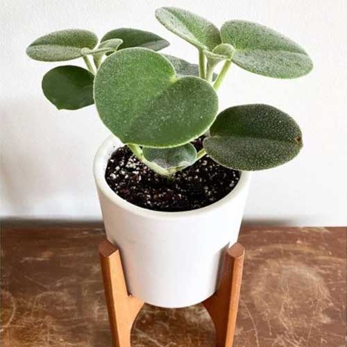 Peperomia incana – Felted Peperomia