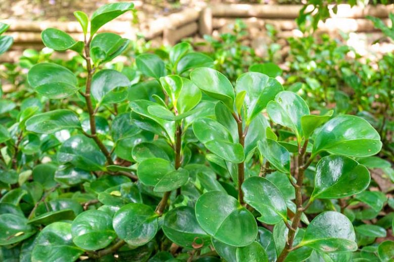 Peperomia obtusifolia (Baby Rubber Plant)