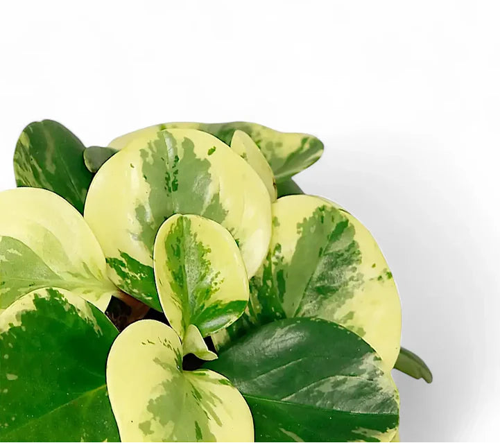 Peperomia obtusifolia ‘Green and Gold’ (Baby Rubber Plant)