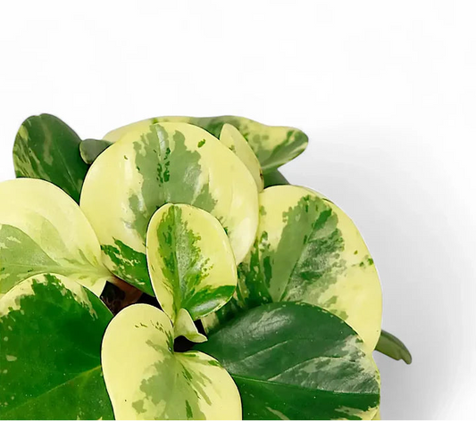 Peperomia obtusifolia ‘Green and Gold’ (Baby Rubber Plant)