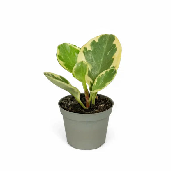 Peperomia obtusifolia ‘Green and Gold’ (Baby Rubber Plant)