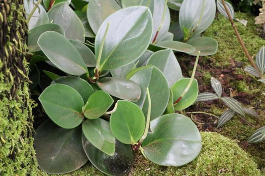 Peperomia obtusifolia Jade 