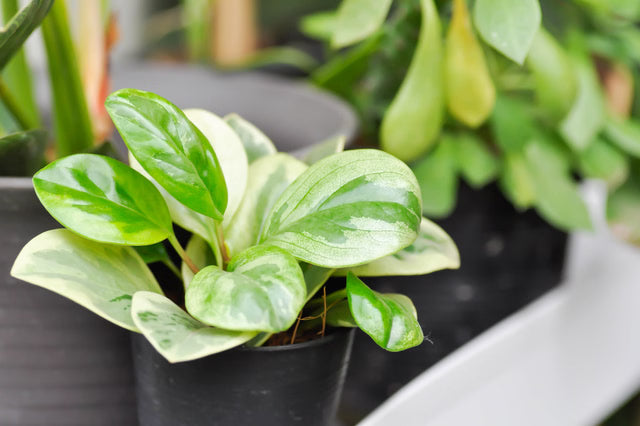 jade peperomia plant Jade Peperomia – Glossy Evergreen Indoor Plant