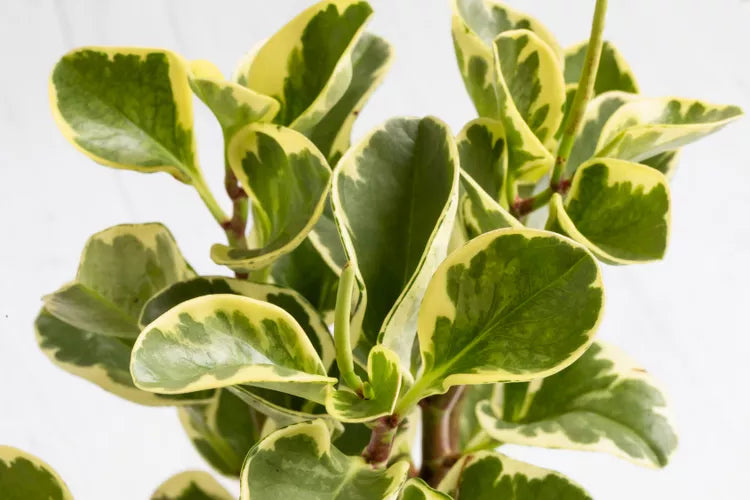 Peperomia ‘Xiangcao’ – Peperomia