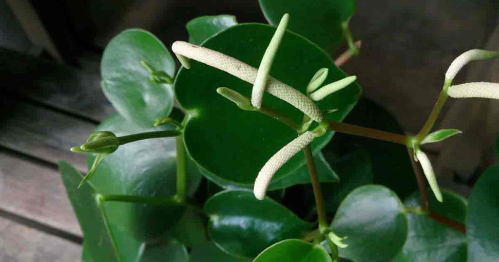 Peperomia polybotrya  Coin Leaf